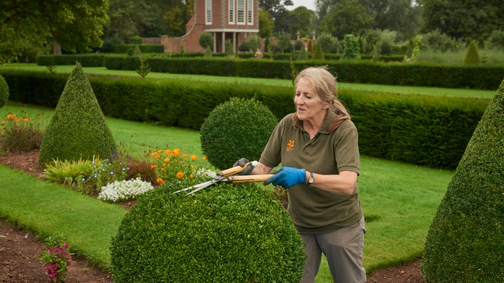 A gardener trimming some topiary next to flower beds, with more topiary and rows of hedges behind
